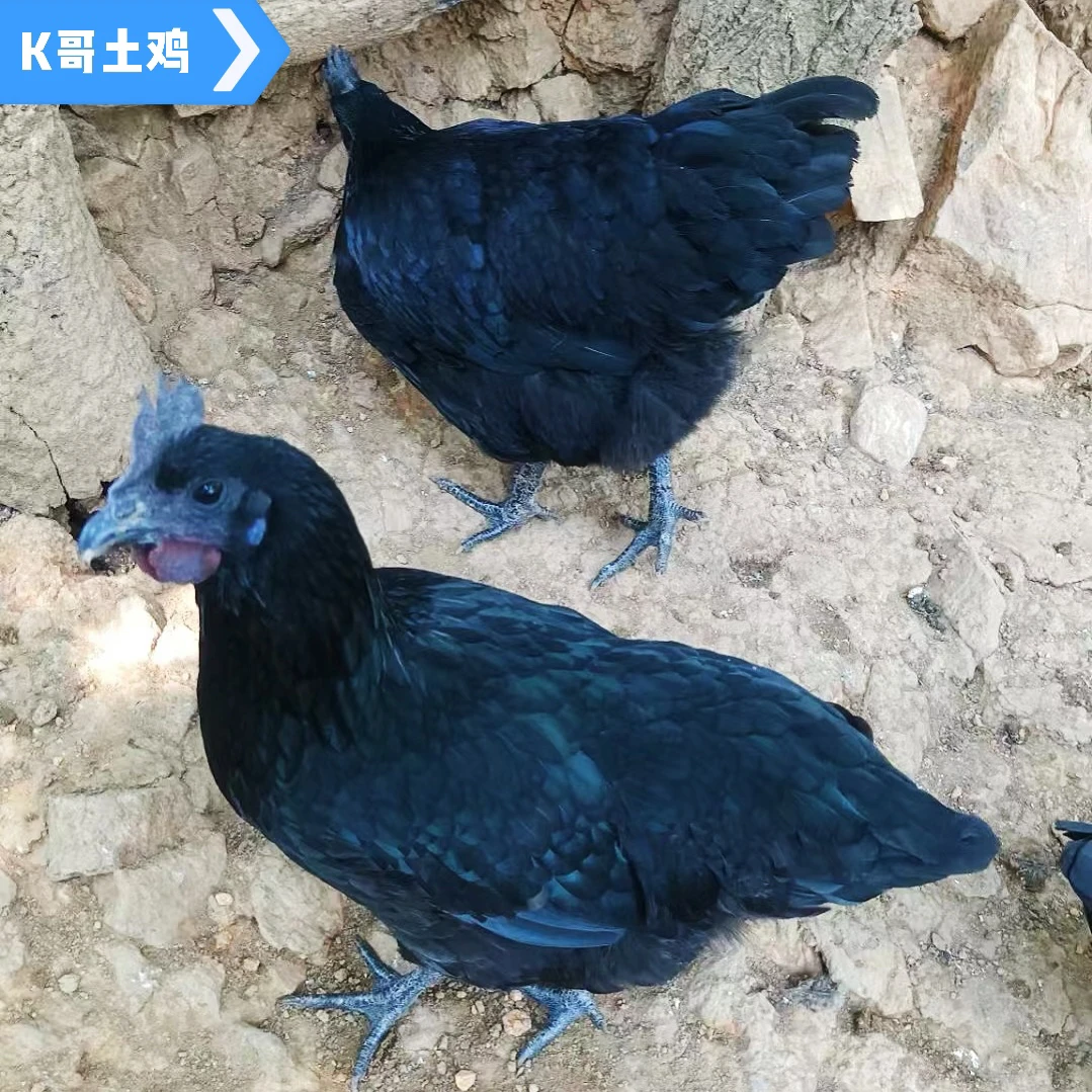 【精挑细选】五黑鸡  包邮