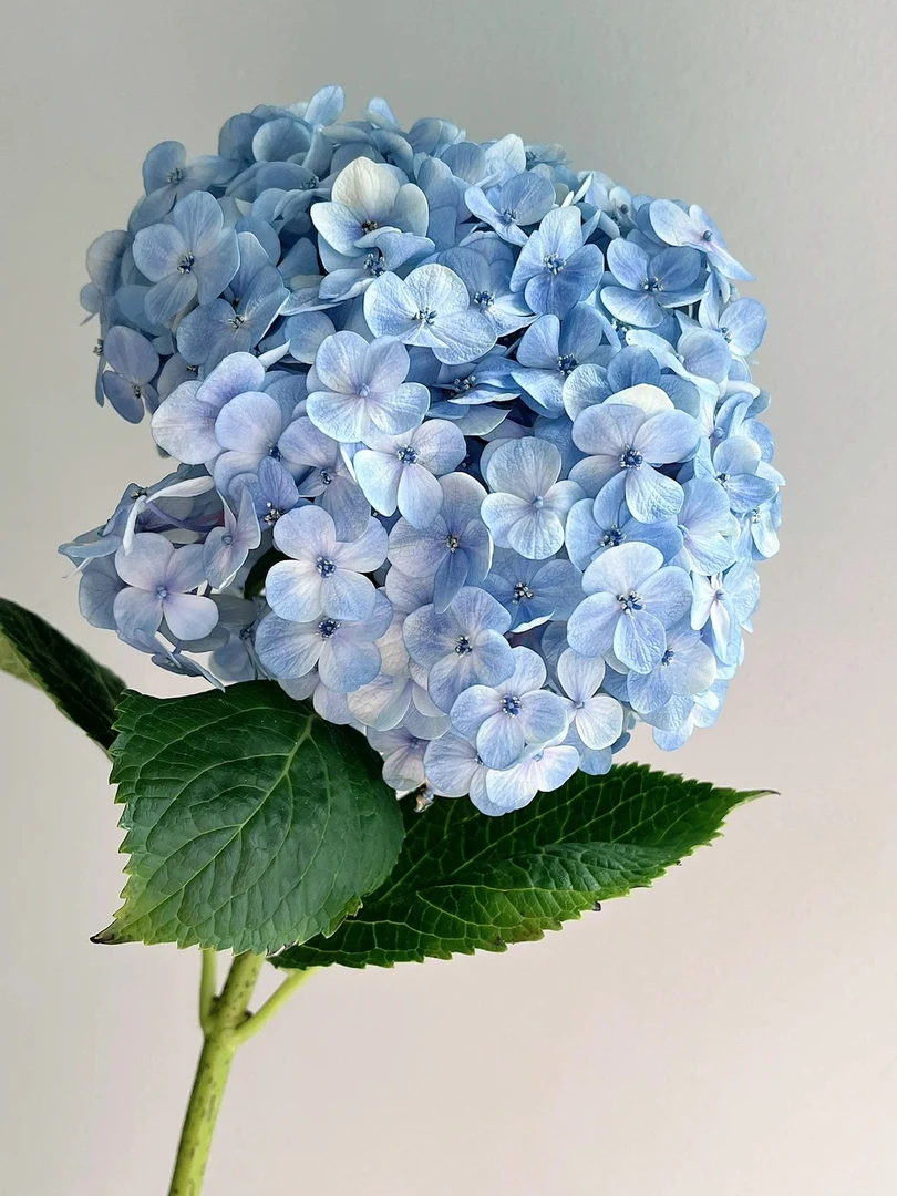 【绣球】蓝色绣球拍一单发一片花瓣，全店任意2单1支升级顺丰冷链