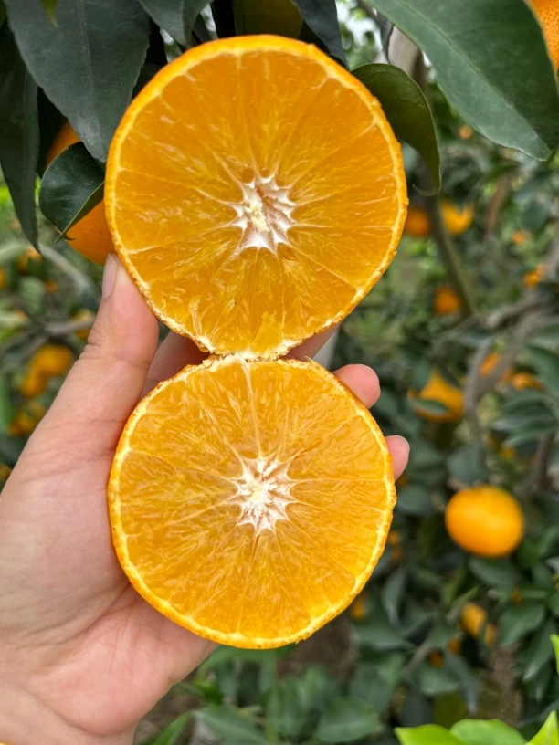 四川爱媛果冻橙皮薄多汁酸甜可口净重5/8斤现摘现发包邮