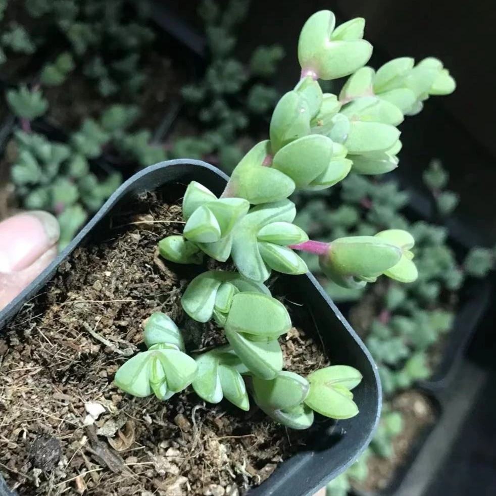 150  碧玉莲多肉  满9.9包邮   以直播间为准  星花怒放