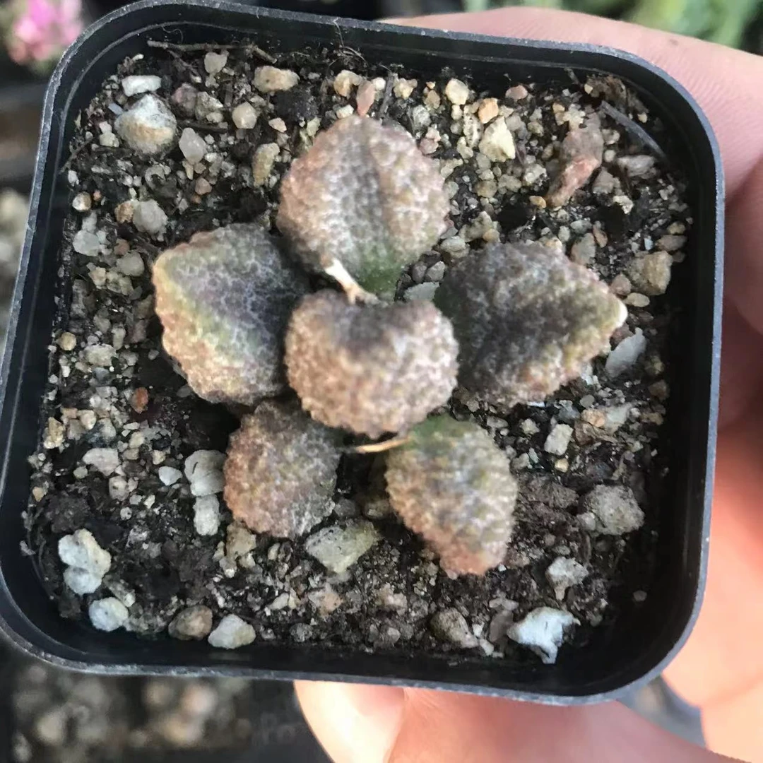 167荔枝皮多肉 全店凑满9.9包邮以直播间为准 星花怒放