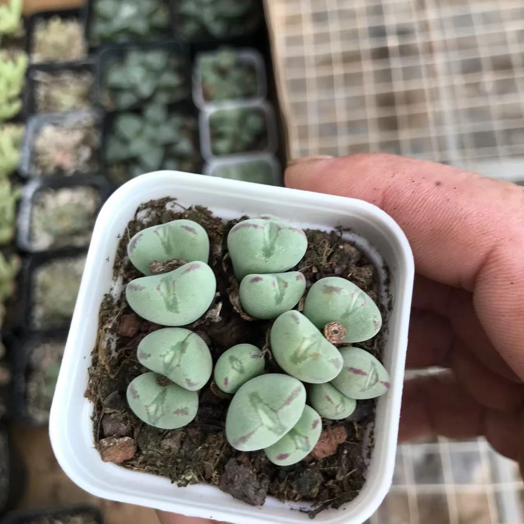 口笛多肉   满9.9包邮   以直播间为准   星花怒放