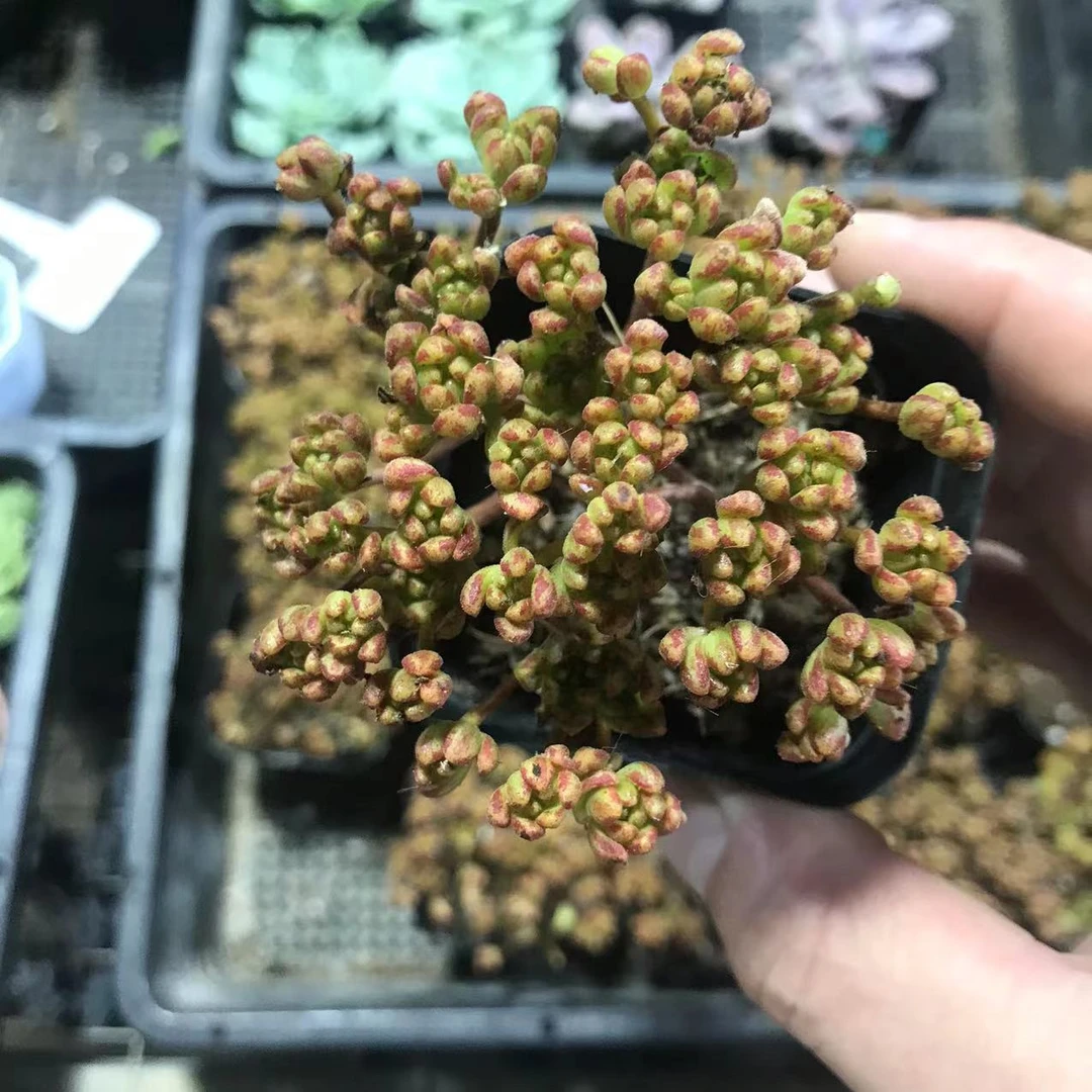 355小人祭多肉   全店凑满9.9包邮   以直播间为准  星花怒放