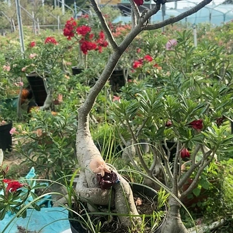 沙漠玫瑰系列产品