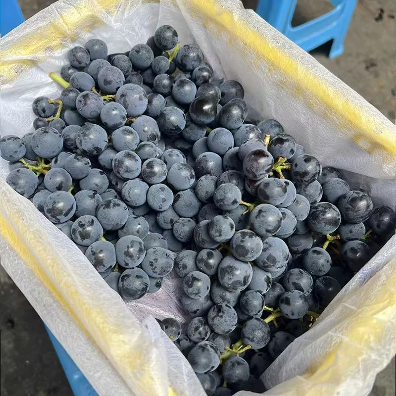 新疆蓝莓葡萄 无核无籽 纯甜多汁 4斤