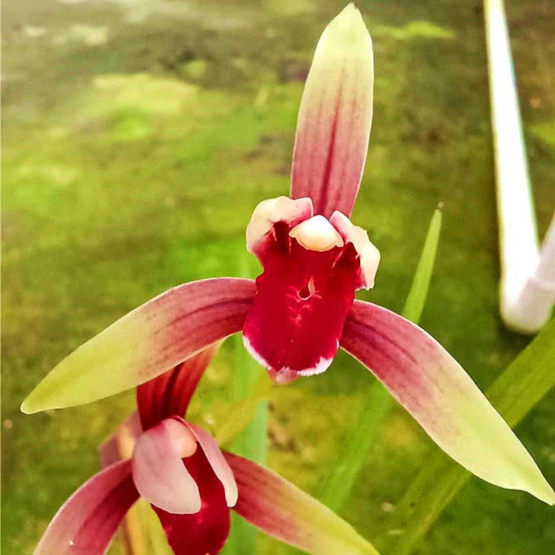 兰花一物一拍（请勿乱拍）