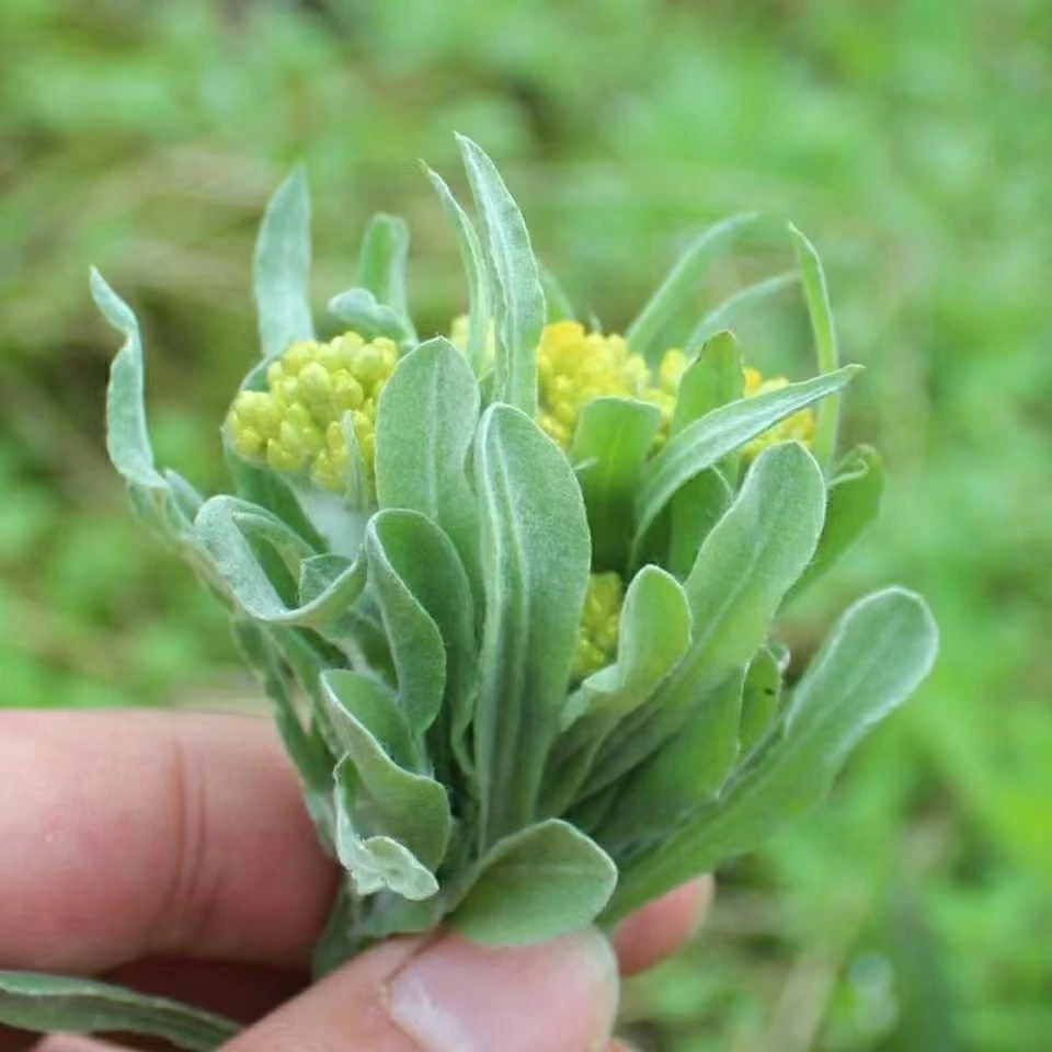 四川野生鼠曲草新鲜现摘佛耳绒青团菜清明果现货水牛花草干净包赔
