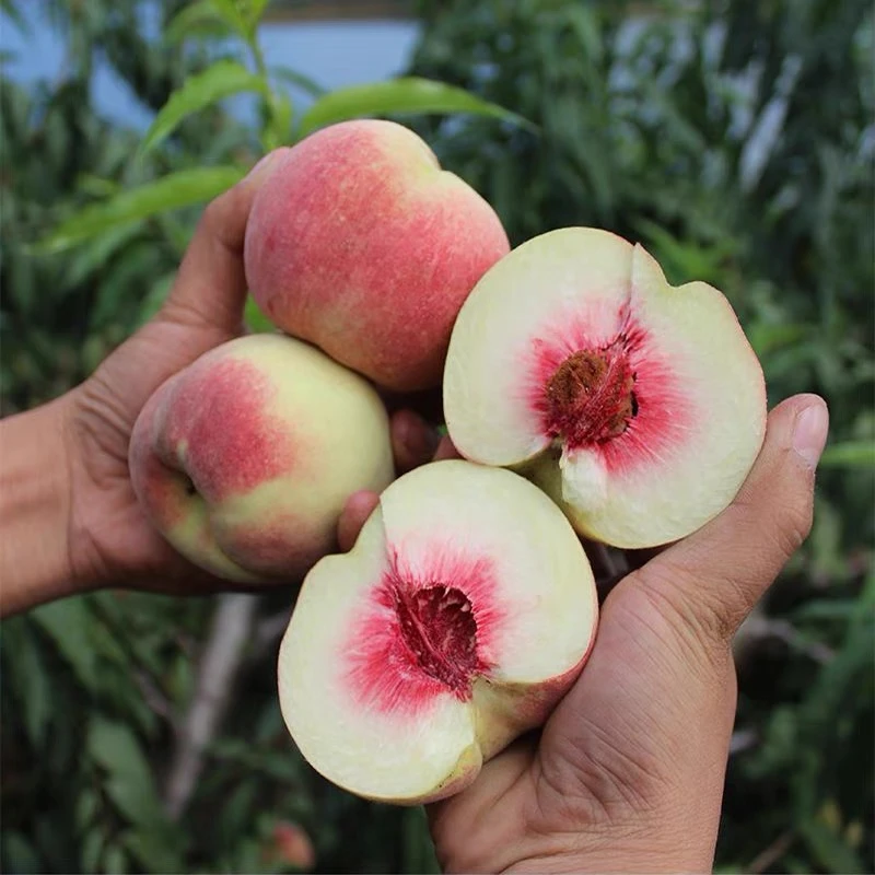 桃树苗嫁接桃树果苗水蜜桃冬桃苗庭院南方北方种植果树苗当年结果