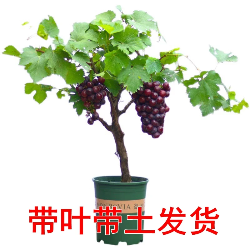阳光玫瑰葡萄苗南方北方种植爬藤室内阳台盆栽庭院无籽葡萄树苗