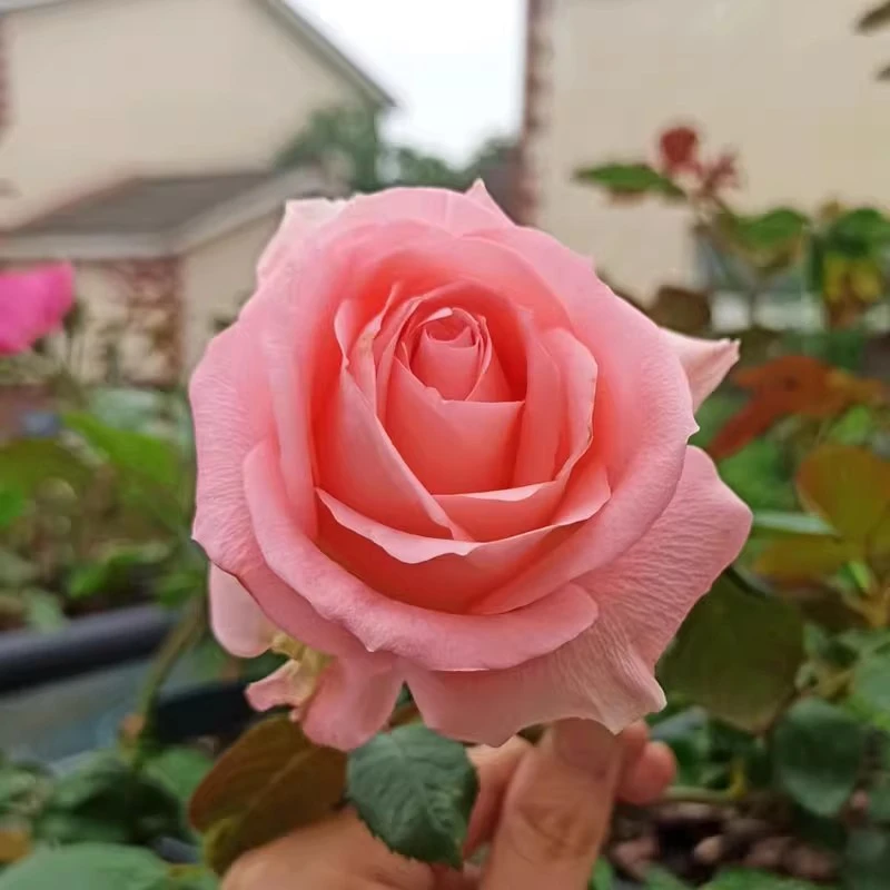 【买三送一】戴安娜灌木切花月季多季开花扦插苗