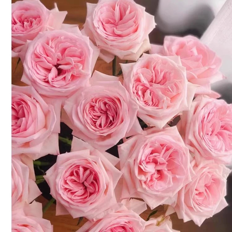 【买三送一】粉荔枝 切花月季灌木 多季开花 大花浓香 扦插苗