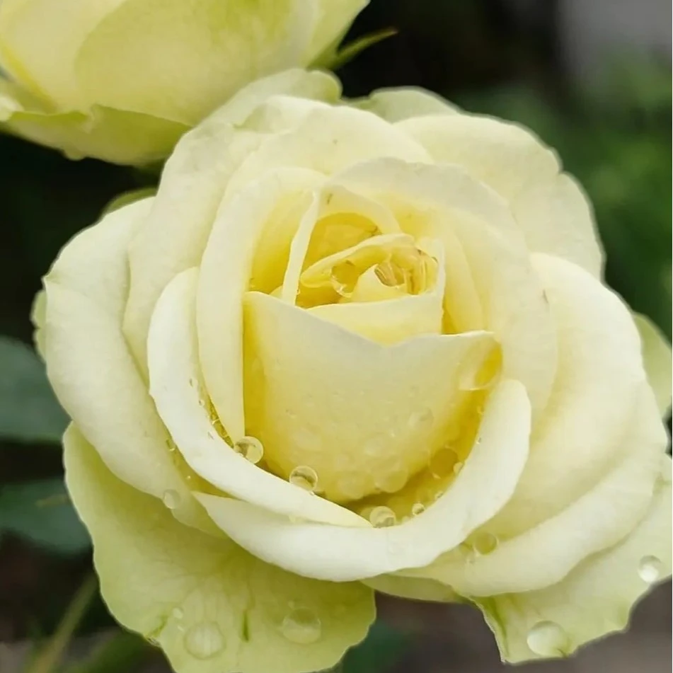 【买三送一】奶油龙沙宝石月季灌木切花多季开花淡香扦插苗