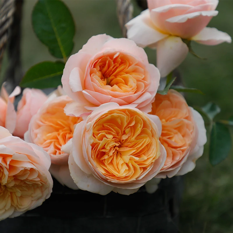 【买三送一】朱丽叶切花月季多季开花淡香扦插苗