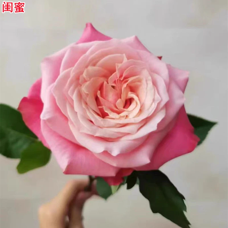 【买三送一】闺蜜灌木玫瑰切花月季多季开花扦插小苗