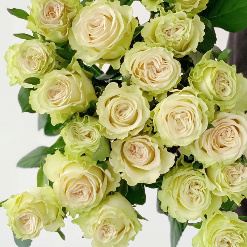 【买三送一】琉璃翠灌木切花月季扦插苗多季开花淡香