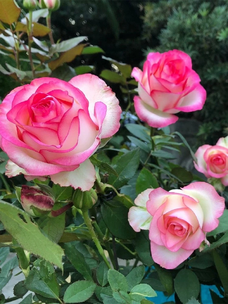 【买三送一】艾莎切花玫瑰月季灌木多季开花扦插苗