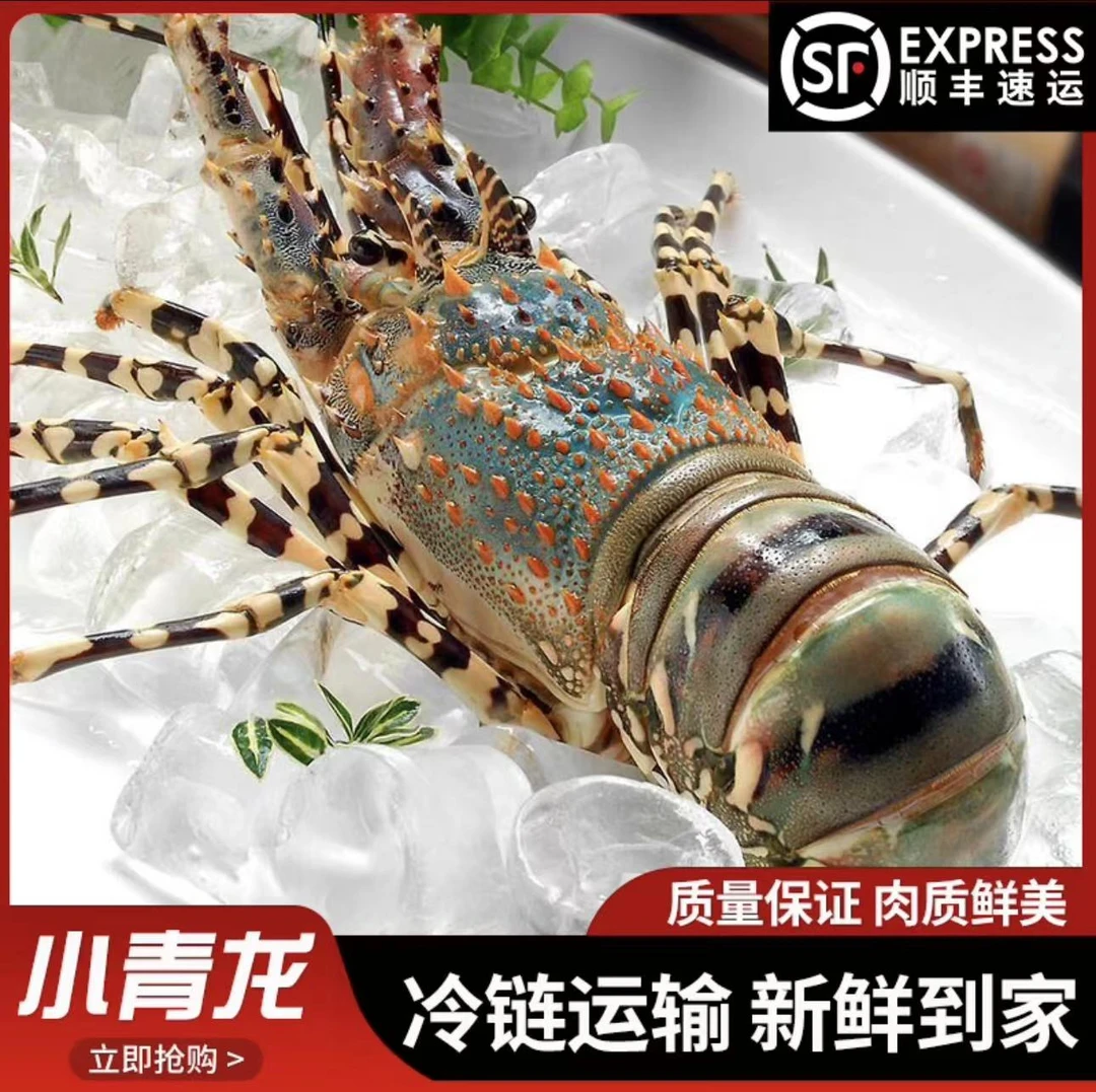 【顺丰包邮】新鲜海捕小青龙鲜活冷冻大龙虾连云港海鲜水产青龙虾