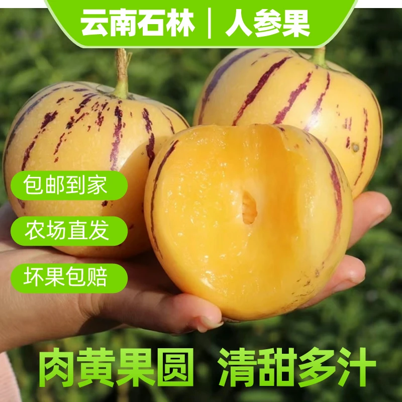 【树上熟】云南石林人参果5斤黄果皮薄清甜黄心应季水果坏果包赔zh