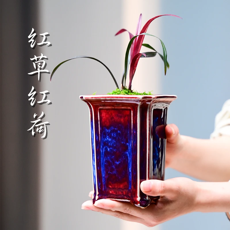 红草红荷钧窑名贵矮种兰花苗陶瓷四季好养红花小盆栽室内客厅茶几