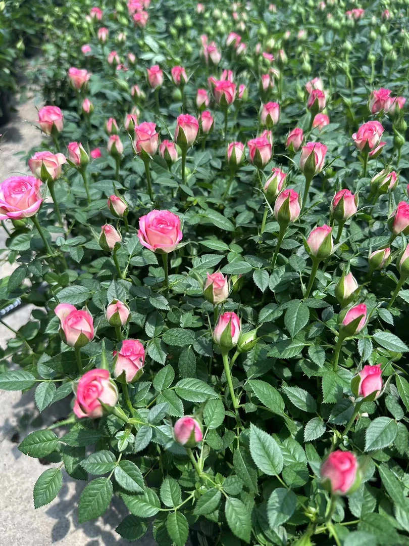 ZN【粉雨】精品苗月季状盆栽 花苗四季开花 阳台观赏花卉 月季