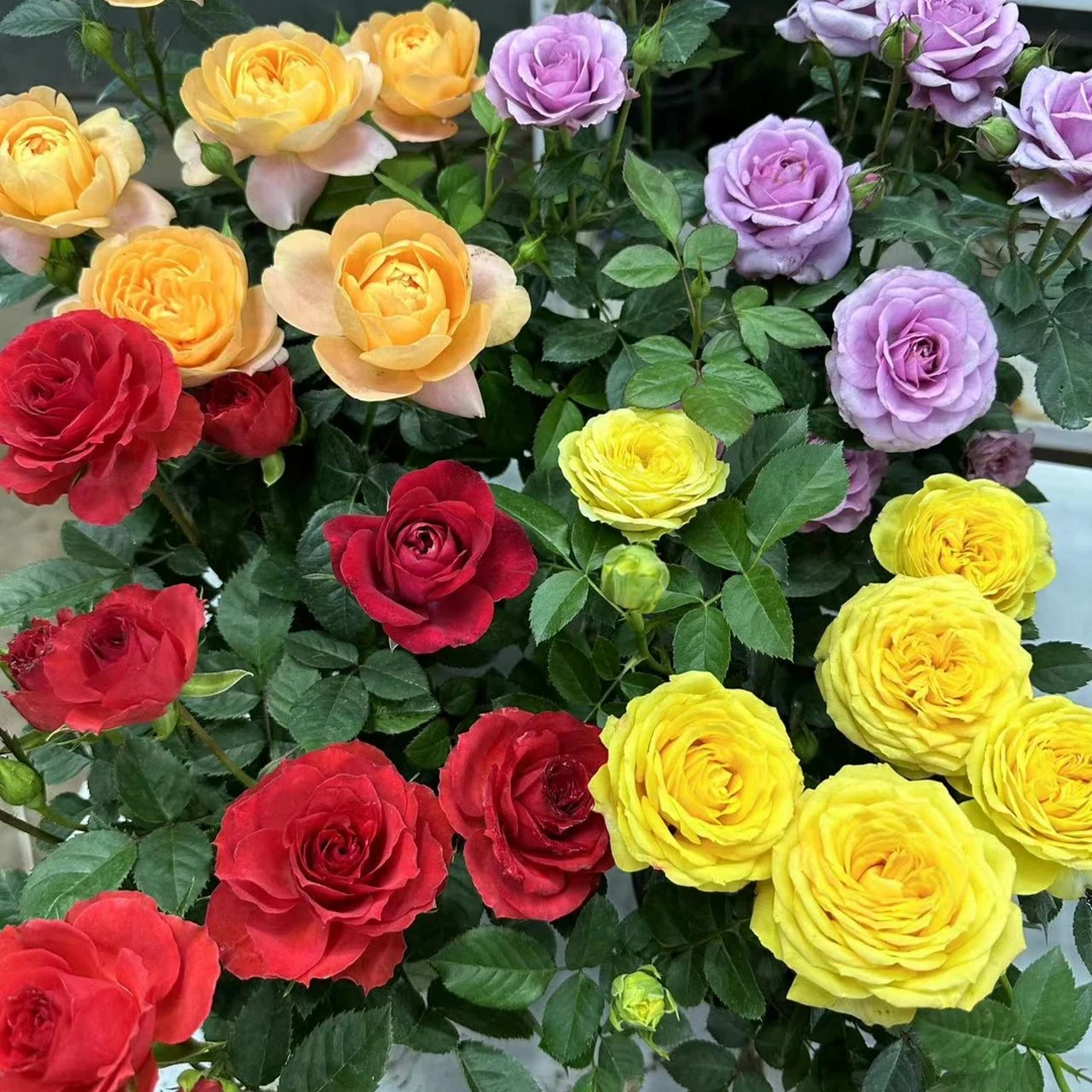 ZN【精品苗四盆组合】月季状盆栽树苗花苗四季开花树阳台特大月季