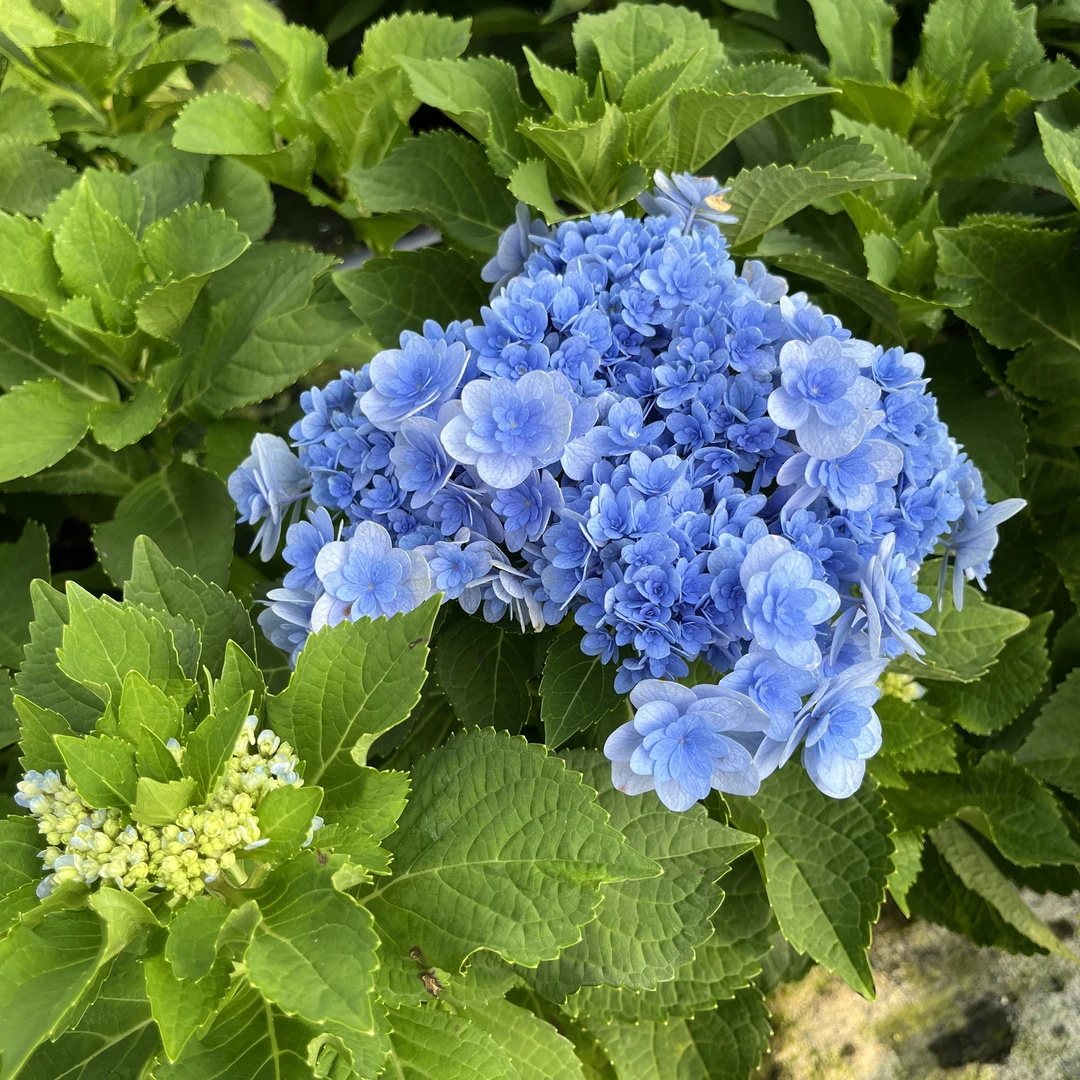 佳澄 绣球盆栽1加仑盆基地直发