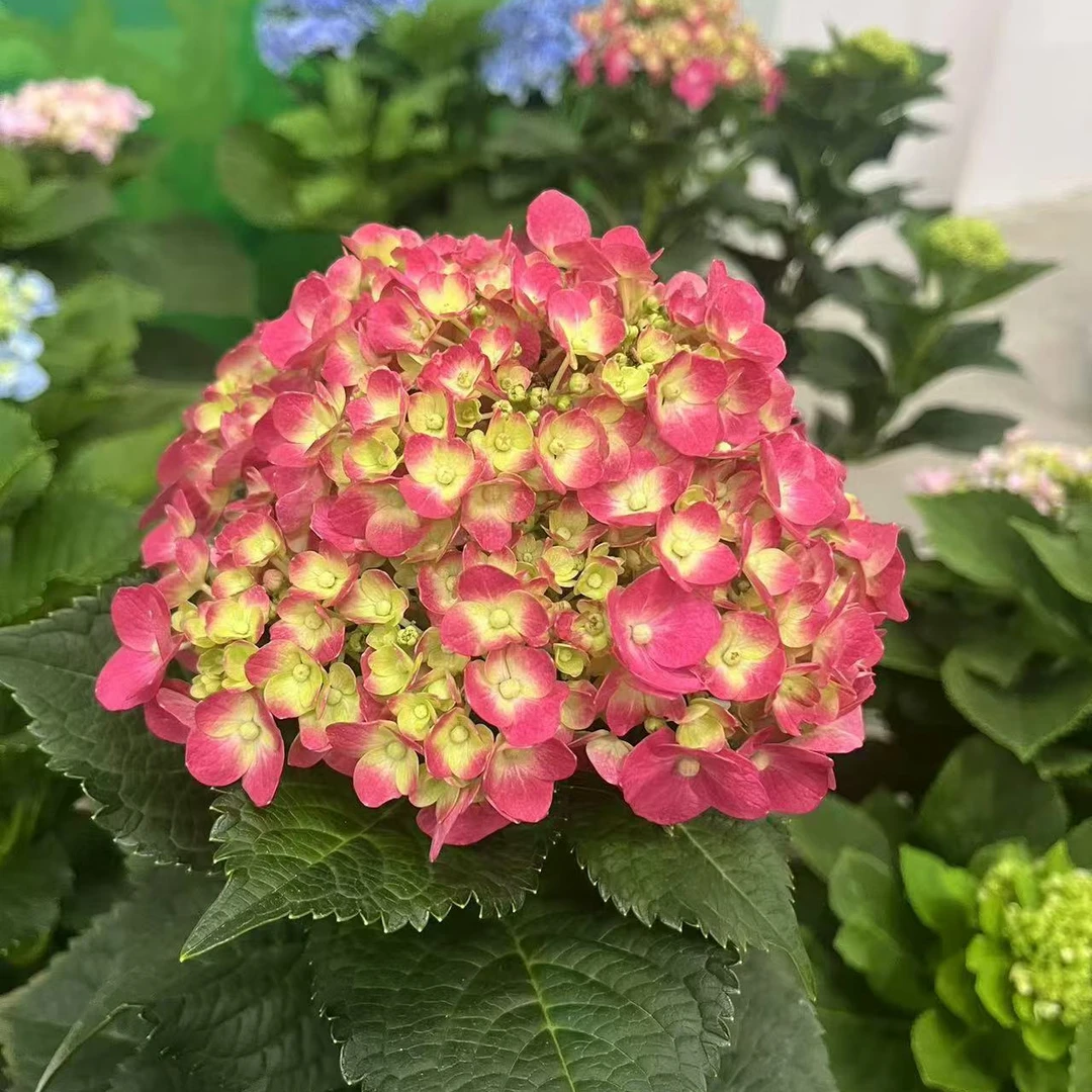 无尽夏（红色）绣球盆栽1加仑盆基地直发