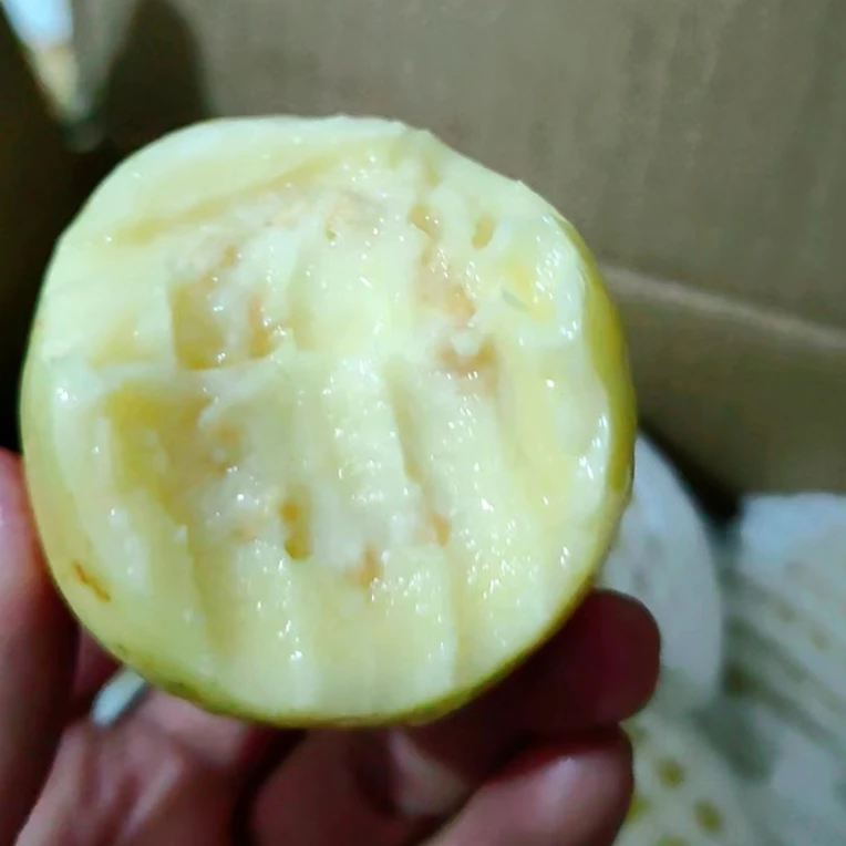 云南新鲜老品种蕉桃老品种番石榴现摘现发蕉桃