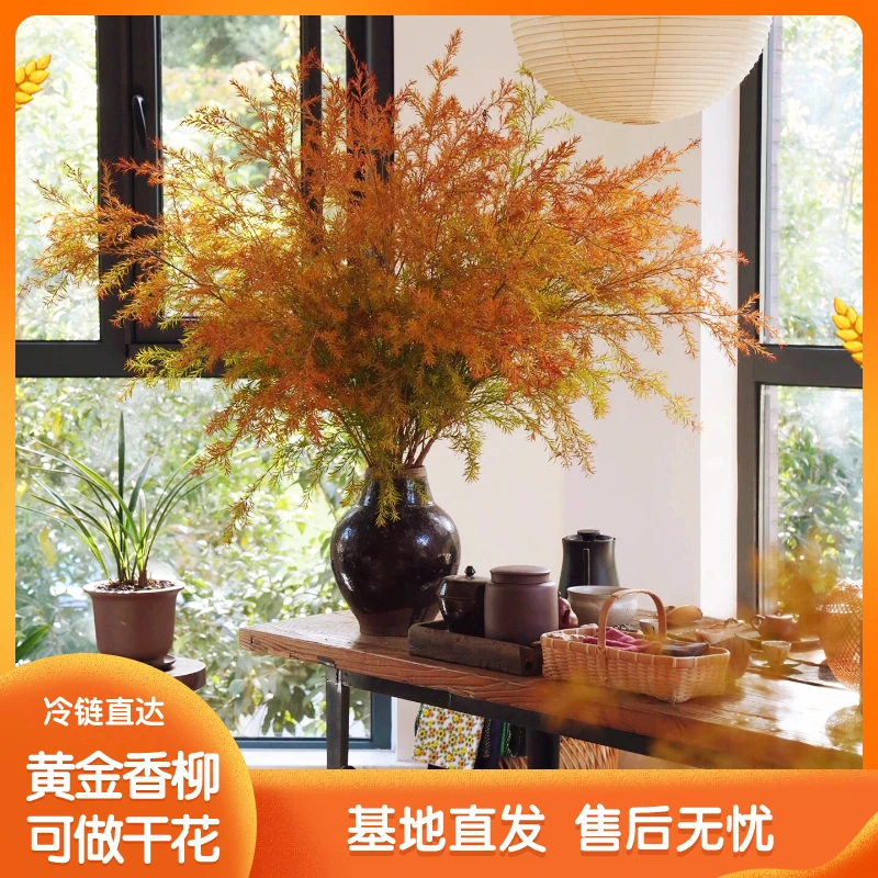 【千层金】黄金香柳 秋冬氛围感花材 可做干花 松香家居简约养护