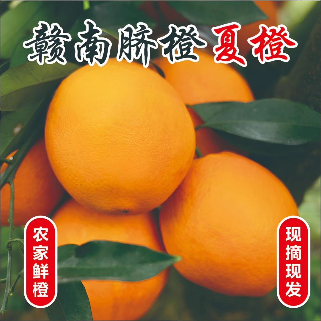 （夏橙停售，期待相约11月秋冬橙子）正宗橙子夏橙赣州脐橙新鲜水果