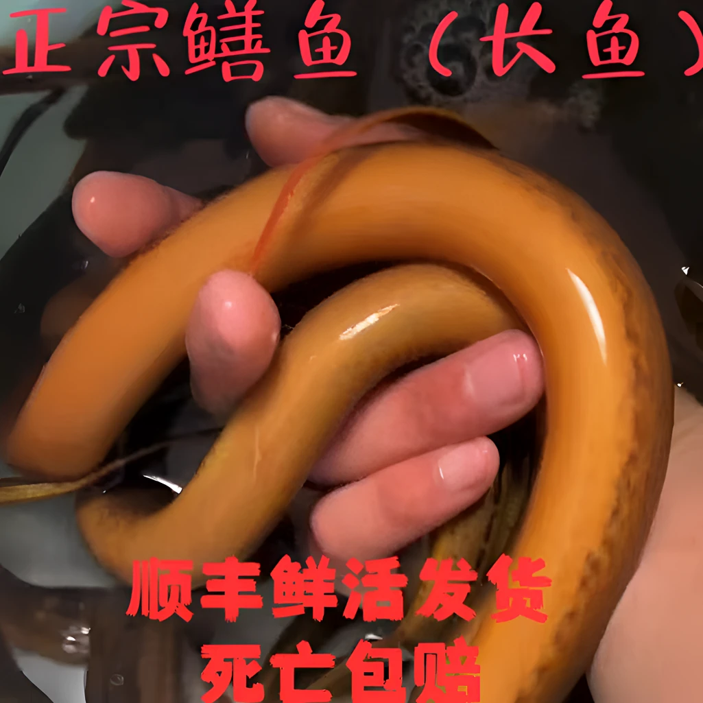 (福利款)1.3两—1.8两之间江北芦苇荡野黄鳝
