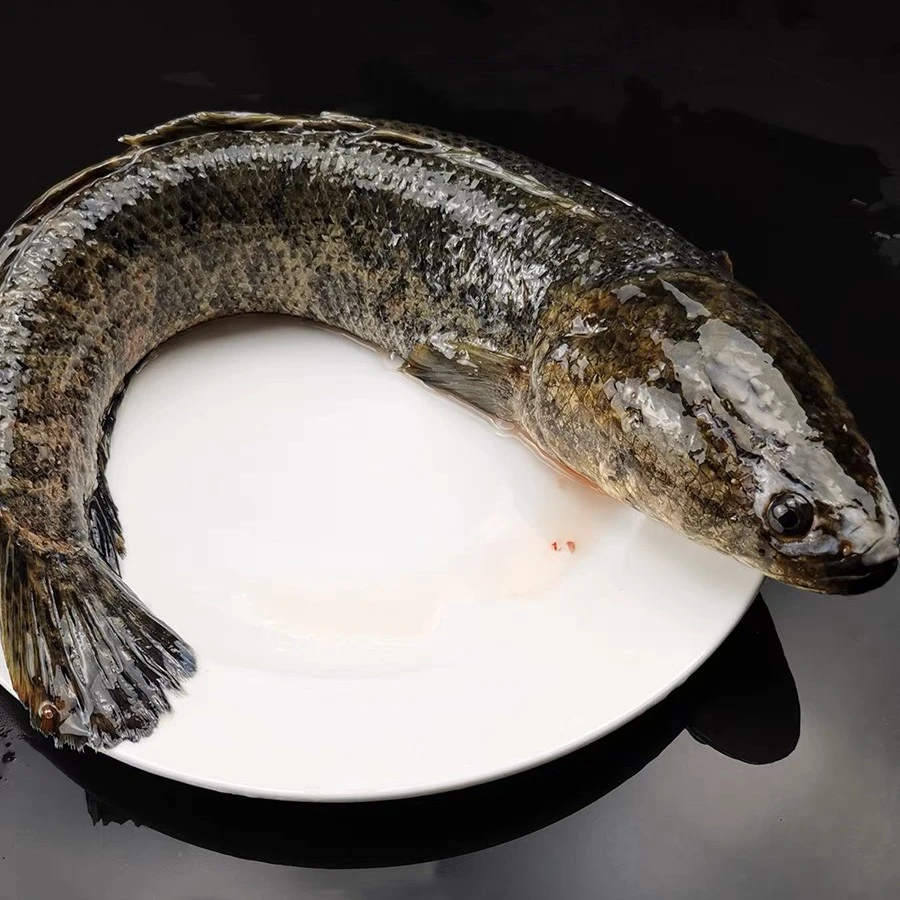 江北农村大自然土黑鱼味道鲜美食用（鲜活到家）称重发货