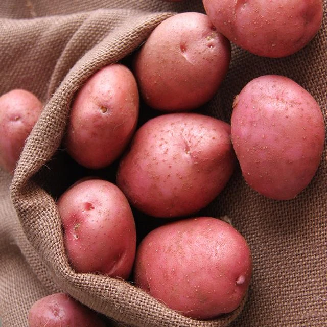 恩施高山农家自种红皮土豆乒乓球大小五斤包邮