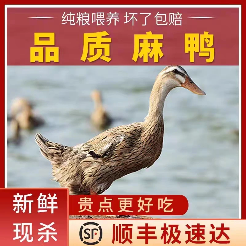 【拍一发二】放养麻鸭保鲜土鸭正宗肉质鲜嫩单只净重2斤顺丰包邮