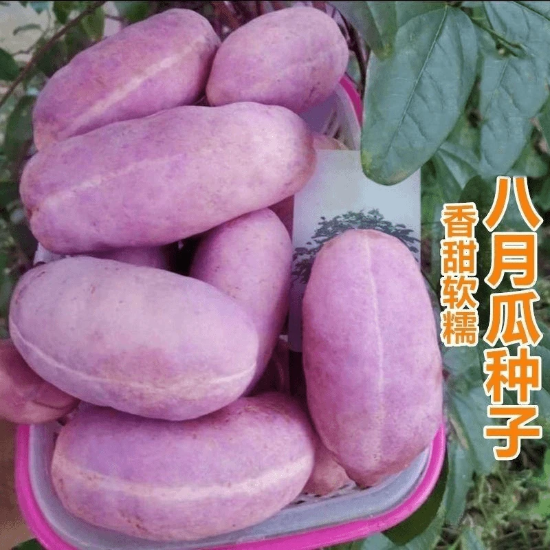 新疆包邮【八月瓜种子】特色紫果八月瓜庭院爬藤植物食用水果种籽