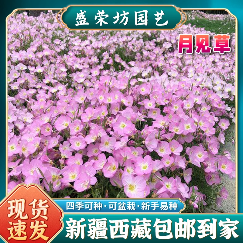 【新疆西藏包邮】美丽月见草多年生盆栽低矮耐寒四季播种花卉种子