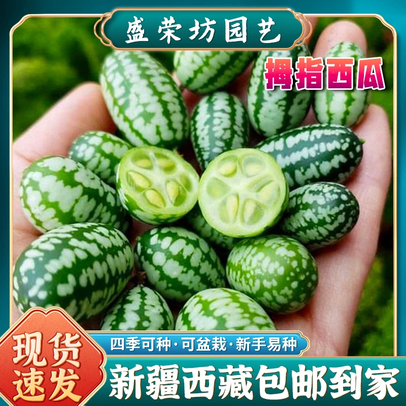 【新疆西藏包邮】拇指西瓜种子迷你蔬菜阳台盆栽种植四季水果种子