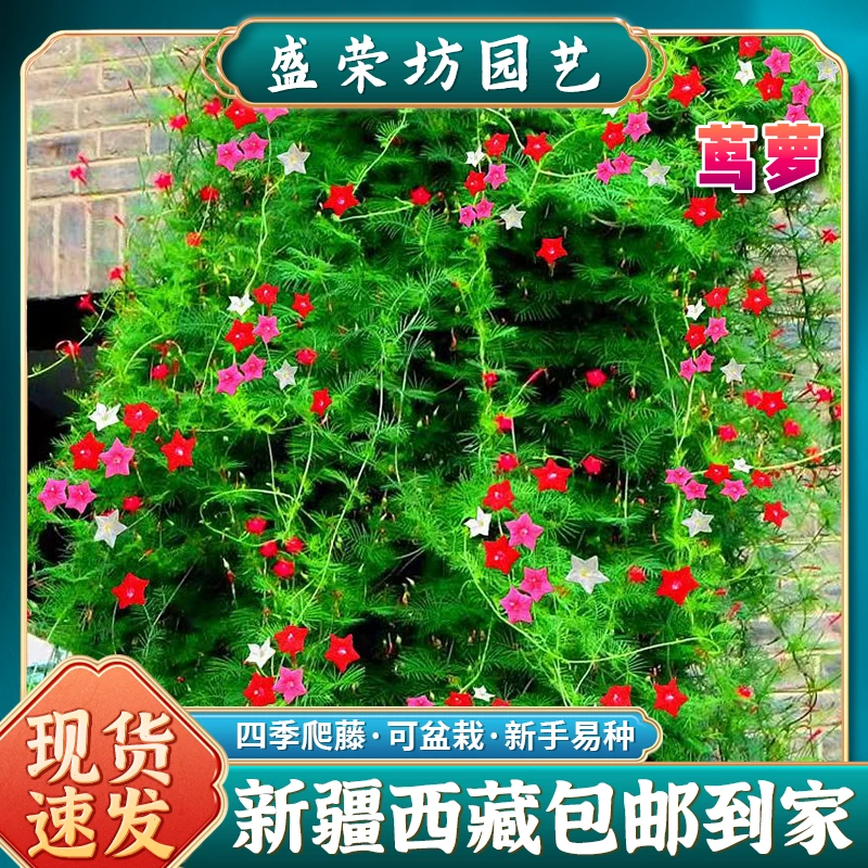 【新疆包邮】五星花茑萝花种子室内阳台爬藤植物四季易活开花不断