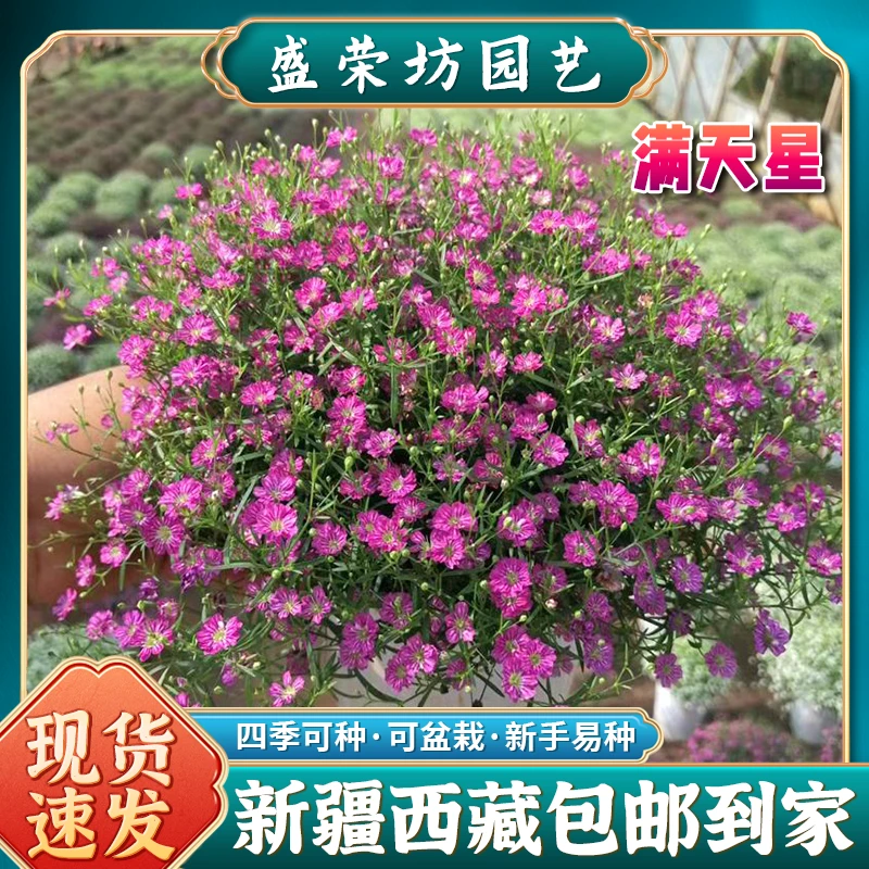 【新疆包邮】满天星种子易活盆栽四季播种种植简单庭院花卉种子