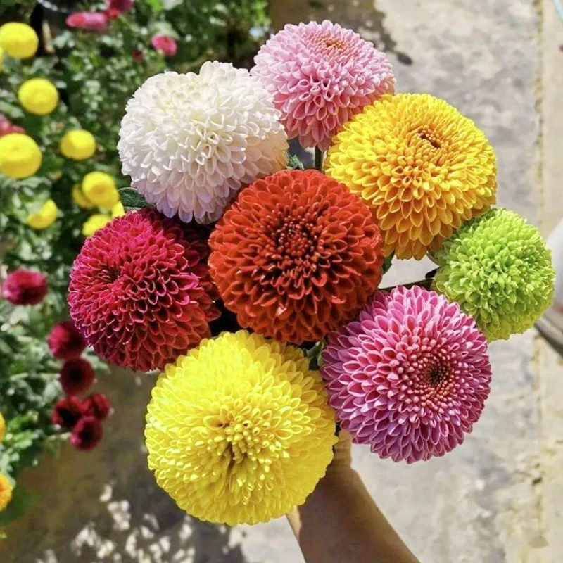 【新疆包邮】乒乓菊菊花种子四季易种活室内外阳台鲜花盆栽种子