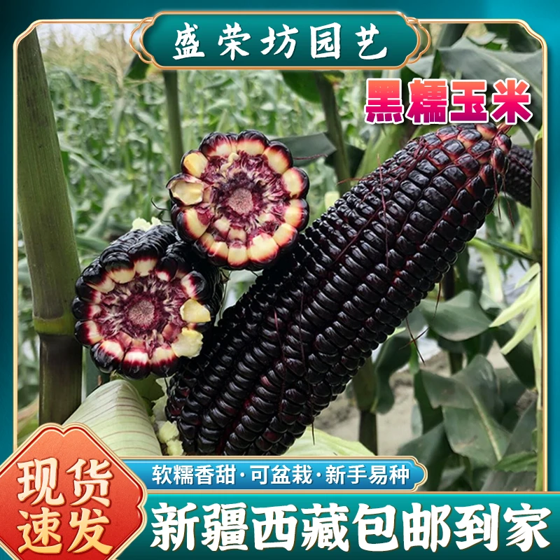 【新疆西藏包邮】黑甜糯水果玉米种子黑玉米种子四季小院播种孑