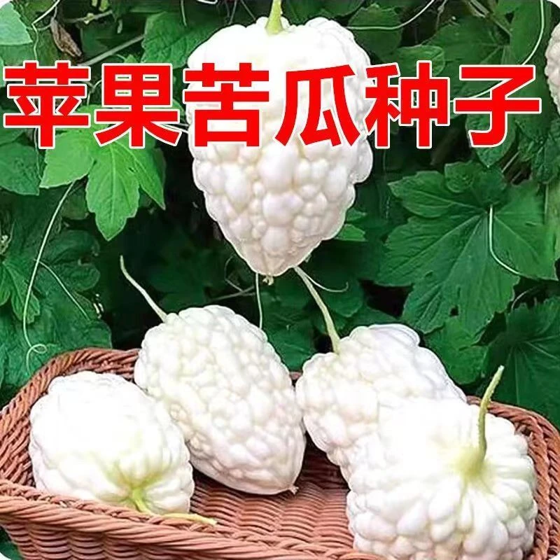 【新疆包邮】苹果苦瓜种子四季播种阳台盆栽小院种植简单高产水果