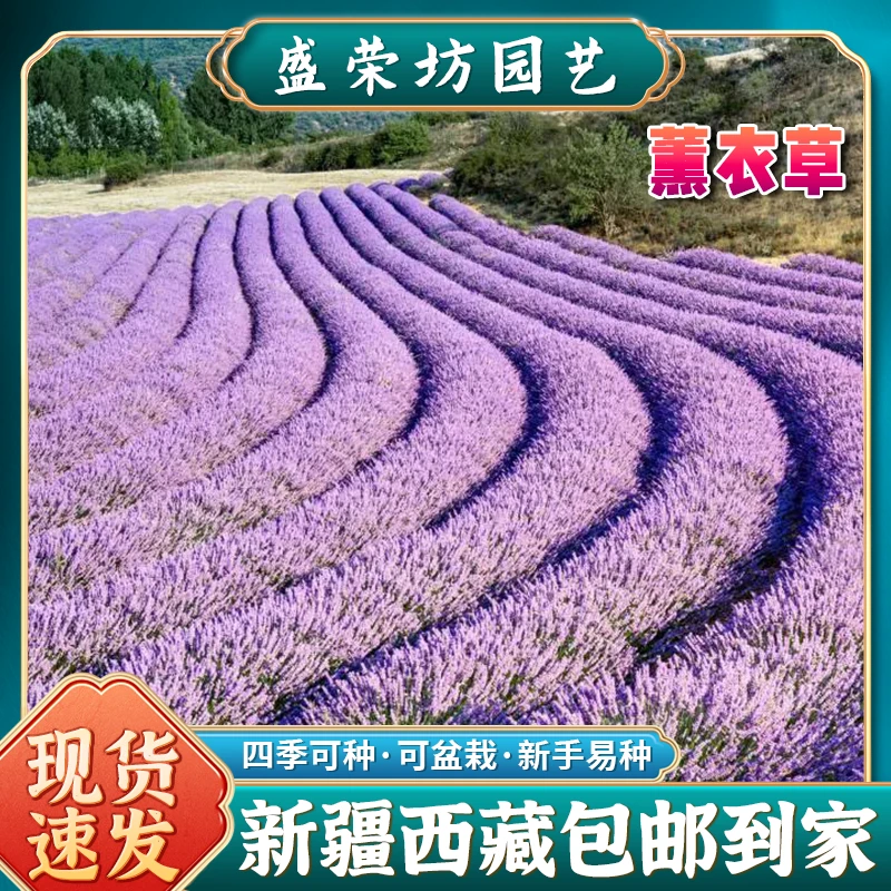 【新疆包邮】薰衣草种子四季播种普罗旺斯多年生花草易种花卉种子