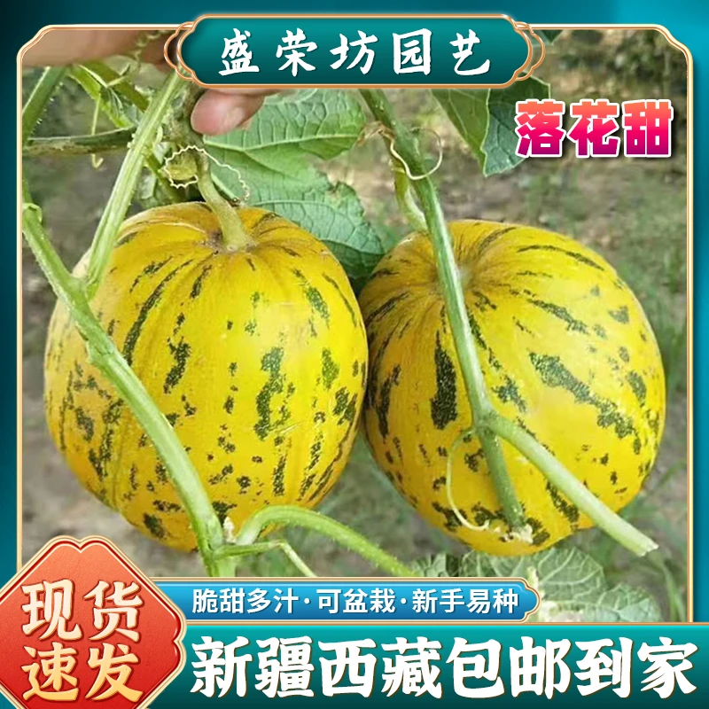 【新疆包邮】落花甜花皮飘香甜瓜种子八里香瓜早熟高产甜瓜种子