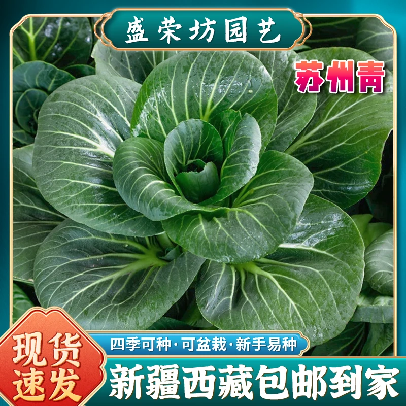 【新疆西藏包邮】耐寒雪里埋黑叶苏州青上海青青菜种籽油菜种高产