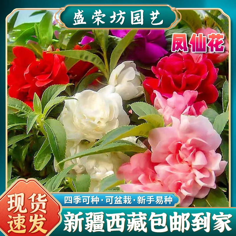 【新疆包邮】凤仙花种子指甲花混色防蛇花种子庭院室外阳台盆栽