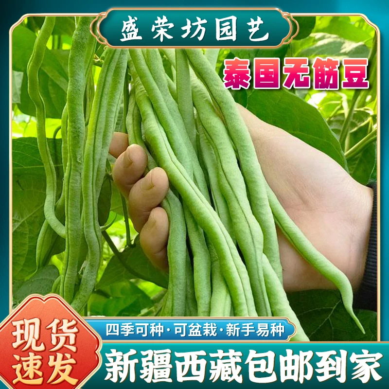 【新疆包邮】无筋豆种子四季豆泰国架豆王高产豆角爬藤蔬菜种籽
