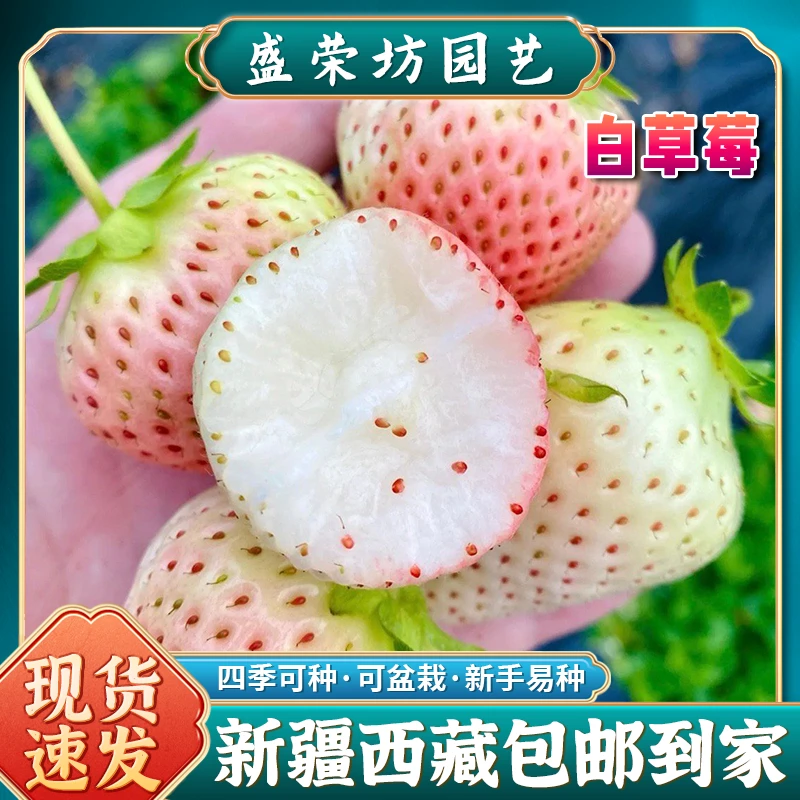 【新疆包邮】奶油白草莓种子四季水果高产香甜草莓种孑水果皇后