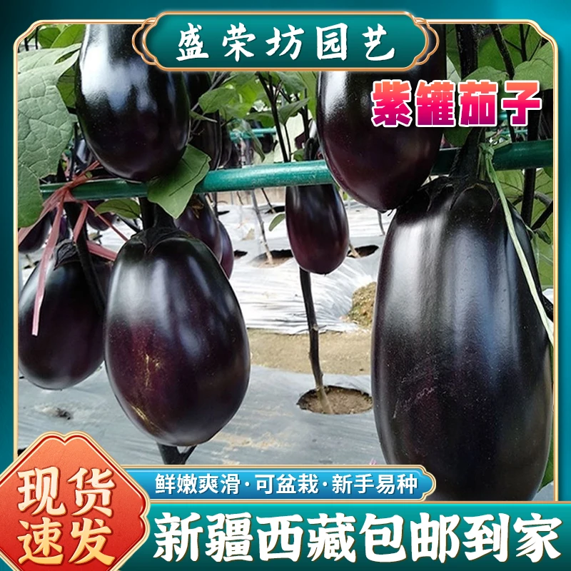 【新疆包邮】紫灌茄子春季夏季茄子牛心茄种籽四季播种蔬菜种子