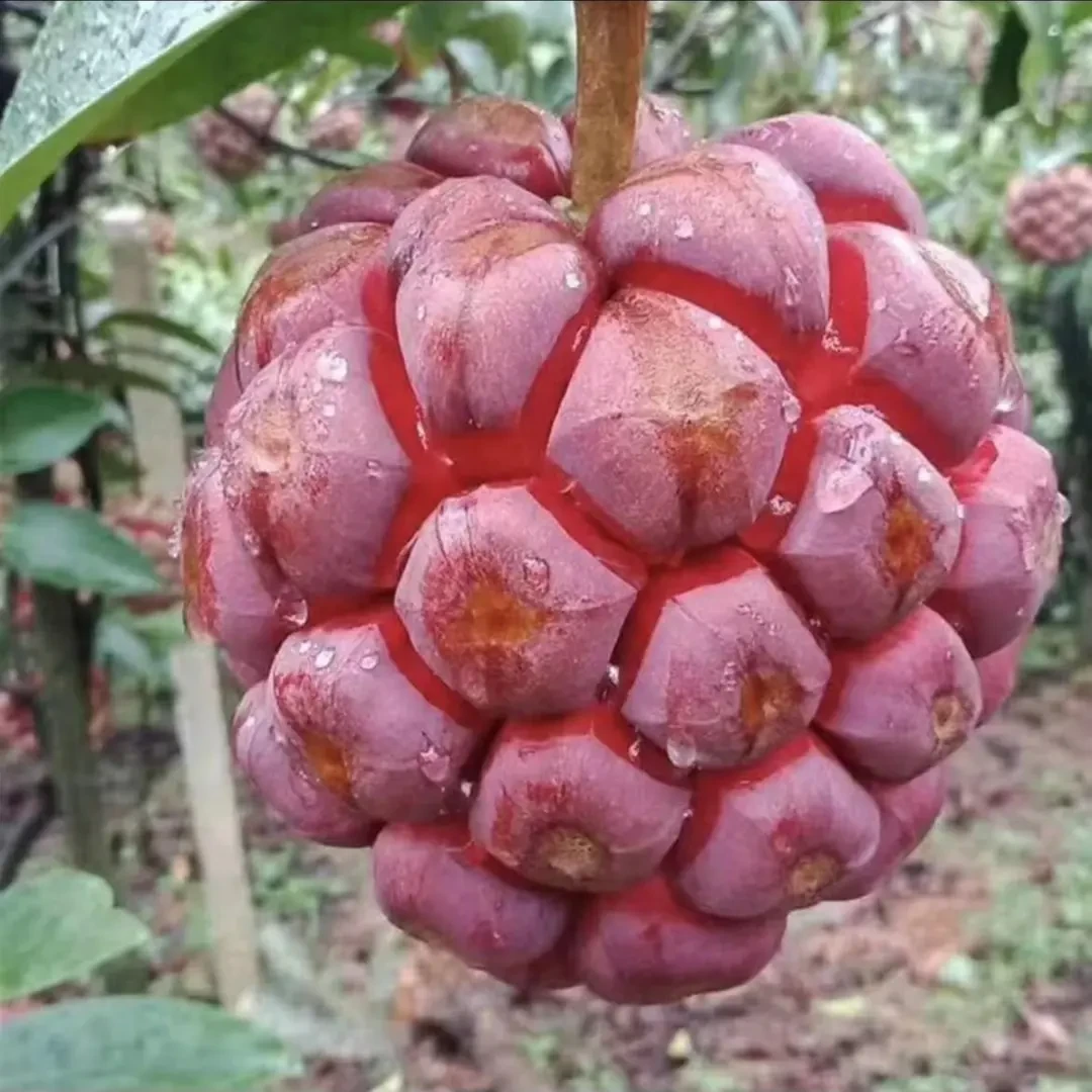 【新疆包邮】黑老虎种子布福娜四季播种阳台盆栽小院种植高产水果